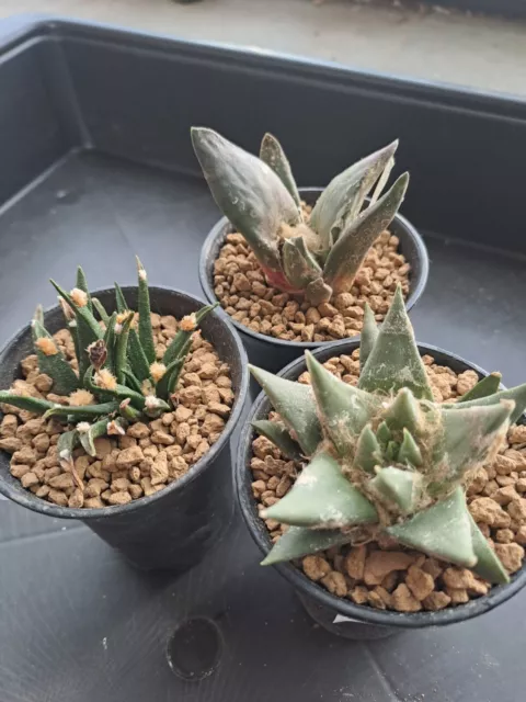 Cactus 3x ARIOCARPUS own roots SEEDLING pot 7,5cm Agavoides Trigonus Confusus