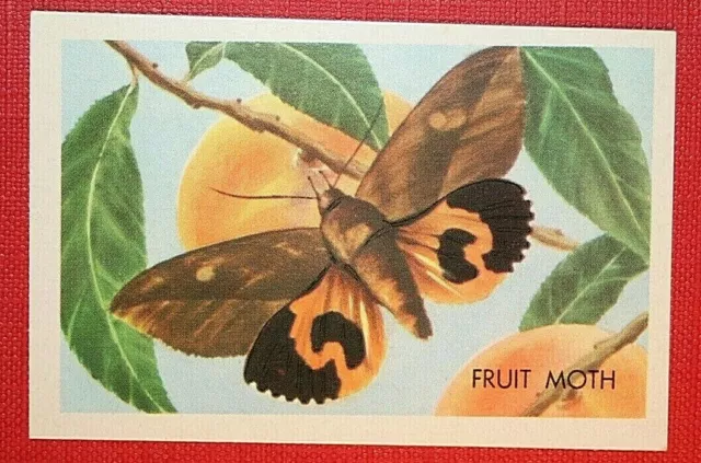 FRUIT MOTH   Australian Moth  Vintage Illustrated  Card  CD08