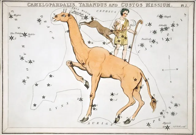 11301.Decor Poster.Home room Wall art.Astrology.Mythology.Horoscope.Camel