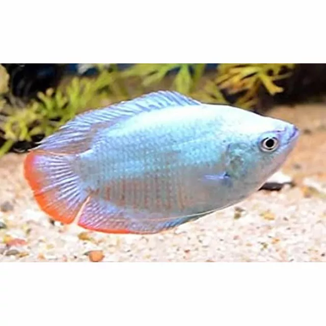 2 Cobalt Blue Dwarf Gourami - Trichogaster Lalius - live tropical fish