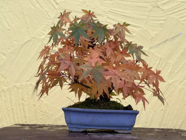 Joe Bonsai SHOHIN Acer Palmatum "Yamamomiji" Jap.Ahorn Schale China