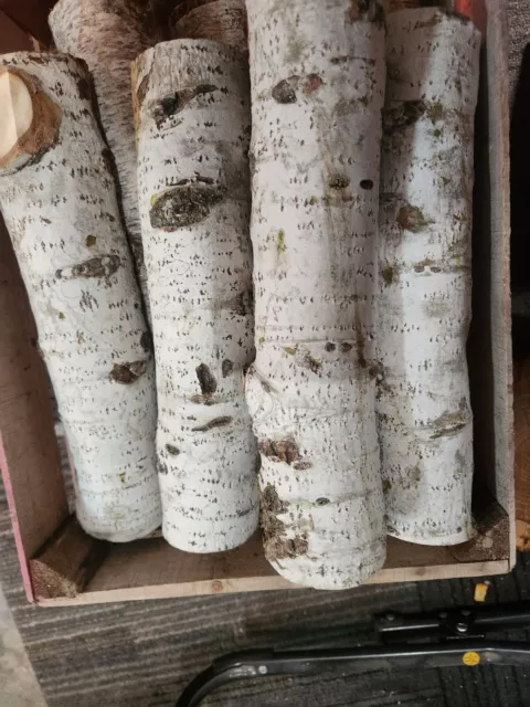 White Aspen Birch Logs for  Decoration or Fall Crafts. Rustic, Wedding