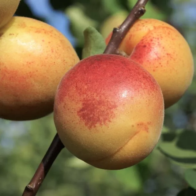 Aprikosenpfirsich Pfirsicose® Kreuzung aus Pfirsich und Aprikose Aprikosenbaum