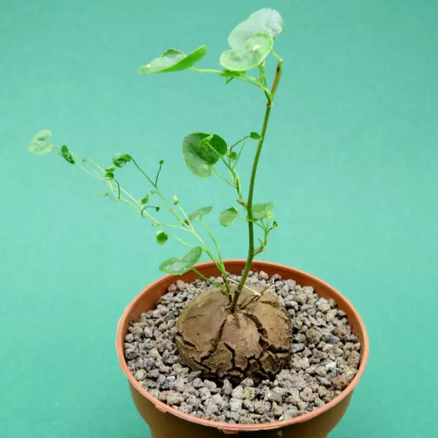 Dioscorea elephantipes, 11,0 cm große Pflanze, Caudex, Bulb, Rarität (36)