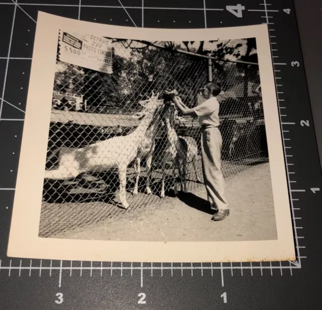 1950s Detroit ZOO Michigan MI Photo CONTEST SIGN Giraffe Vintage Snapshot PHOTO