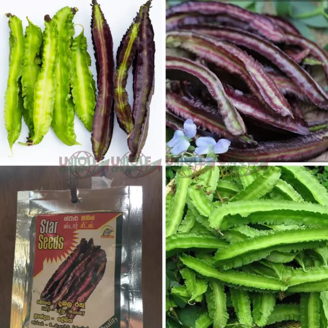 100+ Purple/ Green Winged Beans Seeds Asparagus pea Wing pea Four Angled Bean Dh