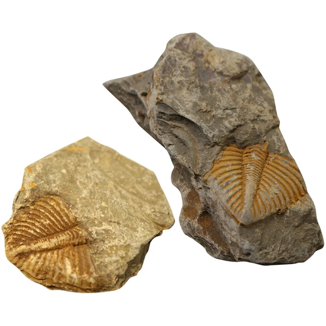 2 piezas Trilobite Cola de Gusano Adorno de Escritorio Aula Material de Enseñanza