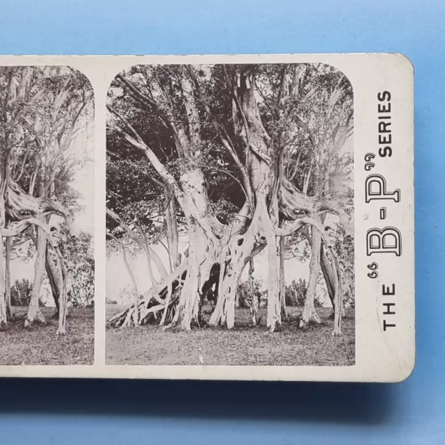 Stereoview Card 3D Real Photo C1900 Natal South Africa Native Banyan Fig Tree