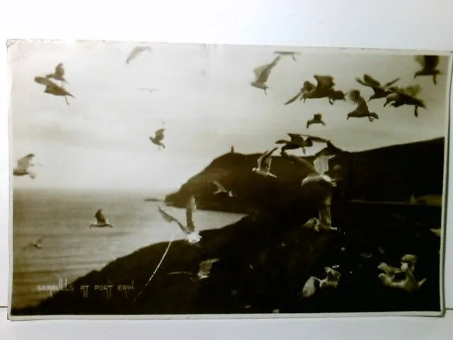 Seagulls at Port Erin. Isle of Man. Alte Ansichtskarte / Postkarte s/w, gel. 192