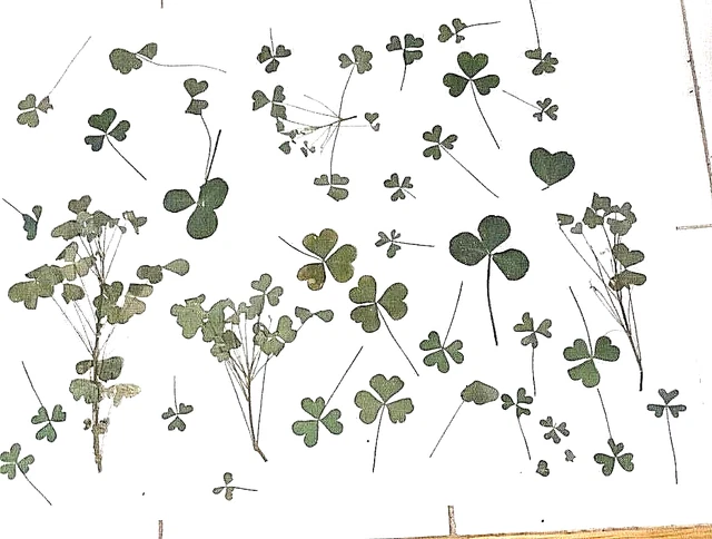 Artesanías de decoupage prensadas de 3 hojas verde trébol salvaje