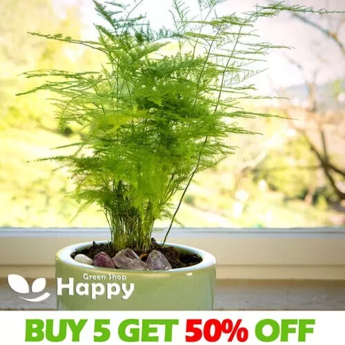 ASPARAGUS FERN 10 SEEDS - Asparagus setaceus plumosus nanus - Exotic house plant