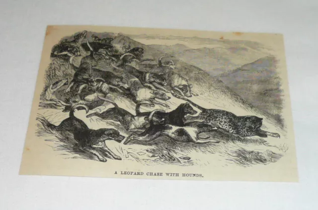 1879 magazine engraving ~ HOUNDS CHASING LEOPARD