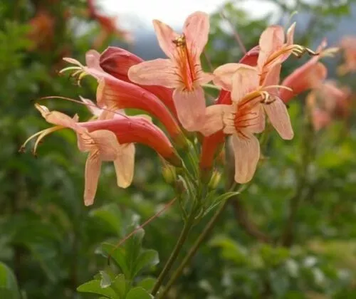 RARE 4 graines de BIGNONE DU CAP SAUMON(Tecoma Capensis " SALMON ")H252 SEEDS