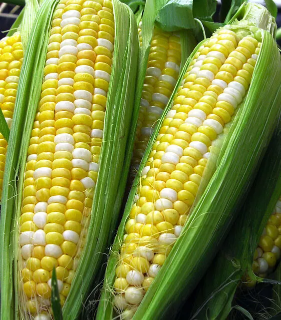 15+Sweet corn Seeds Peaches and Cream Hybrid Bicolor corn Full season Crop USA