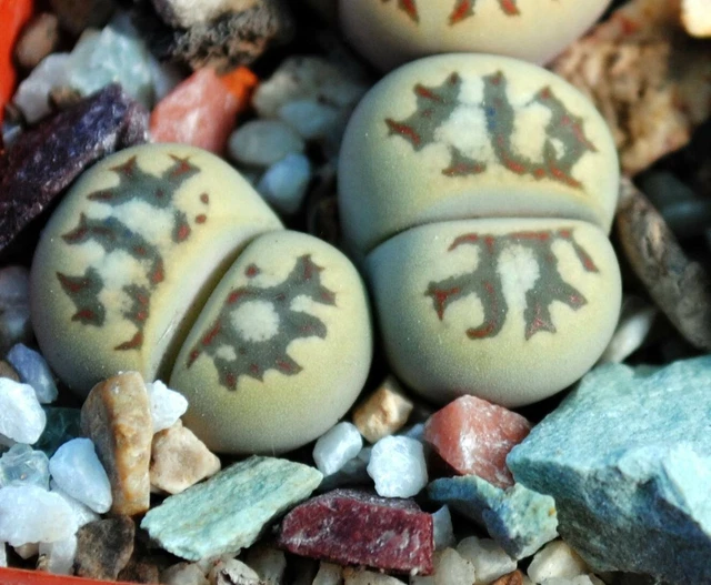 LITHOPS DOROTHEAE 'ZORRO X C124 seeds 10pcs $5.53 - PicClick CA