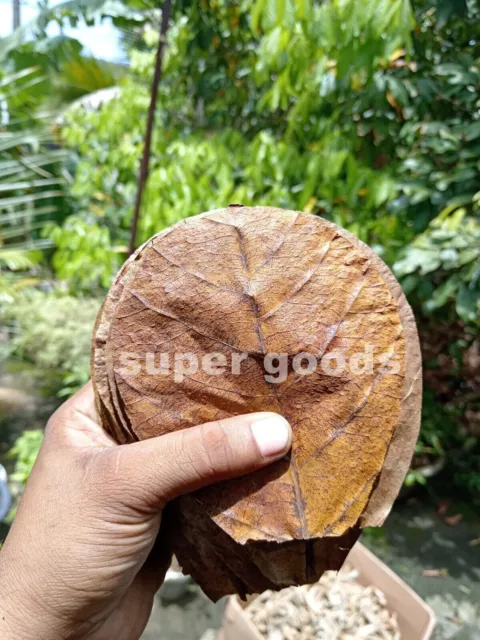 100 hojas de almendra india de 5.0 in, hoja de Catappa Ketapang para peces,...