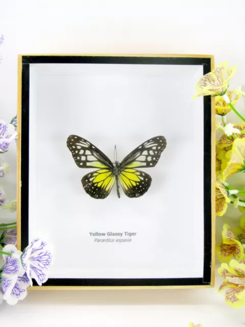 Yellow Glassy T. beau papillon réel, conservé dans la vitrine 3D - qualité musée