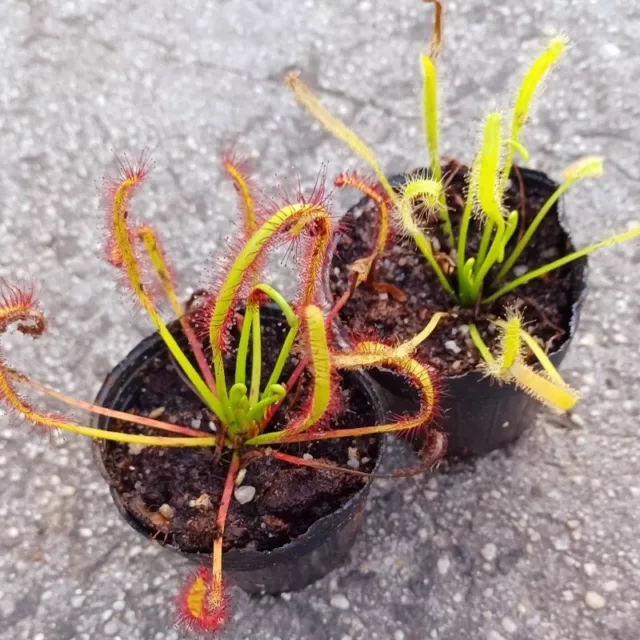 Carnivorous Sundew Plants x2 Drosera Capensis Typical & Alba