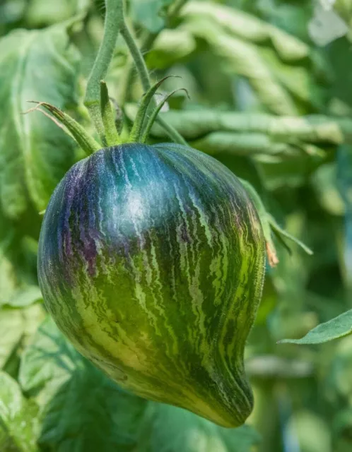 Rebel Starfighter Tomato - 5+ Seeds - Graines - Semillas - Samen - P 388