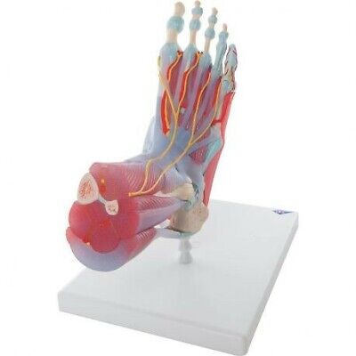 Modello di scheletro del piede con legamenti e muscoli 3B Scientific M34/1