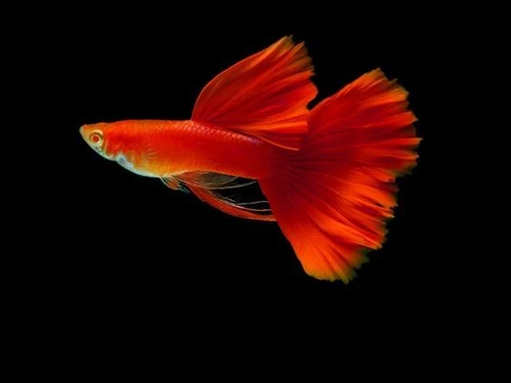 Full Red Gold/Grey Body Guppy Males x 3
