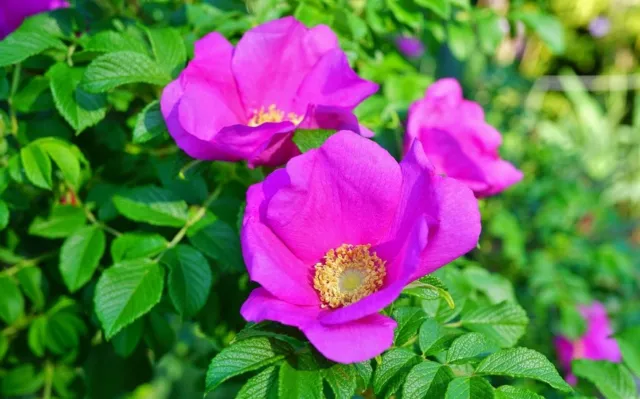 SAMEN Ernten sie die Früchte der Apfel-Rose für leckeres Fruchtmuss Vitaminrei