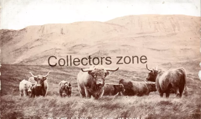 Highland Cattle Real photo Postcard Macintyre's Series Fort William Series unpos