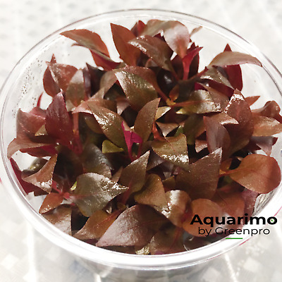 Alternanthera Reineckii Red mini Tissue Culture Live Aquarium Plant Medium Light