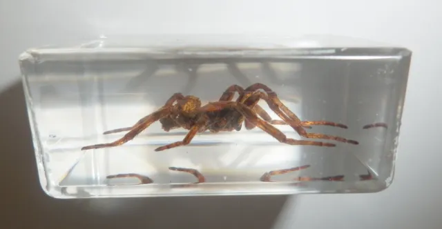 Ghost Spider Neoscona punctigera in Small paperweight Education Insect Specimen