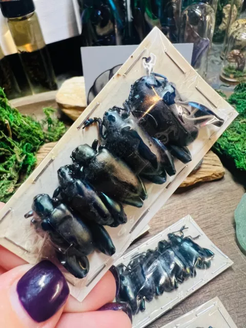 Sagra femoralis Real Frog Beetle Wholesale Lot 5 Papered Specimens Real Insect