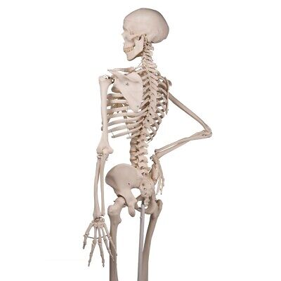 3B Scientific, modello anatomico, scheletro classico A10