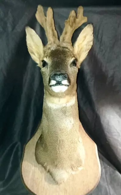 Trophée de chasse massacre vénerie tête de chevreuil naturalisée taxidermie