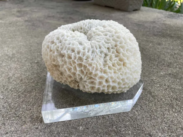 Nice 6" Brain Coral Mounted on Lucite Base