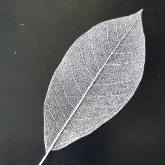 100X DIY Natural Magnolia Leaf Skeleton Vein Craft Scrapbooking Card Decor craft