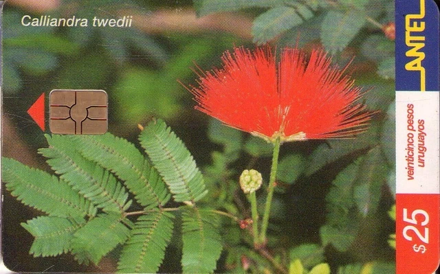 URUGUAY. TC210a (b). FLORA. Plumerillo Rojo. 2001-11. (051)