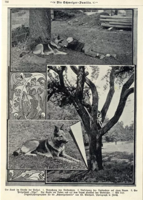Der Schweizer Polizeischäferhund " Rigo "  Historische Aufnahme von 1908