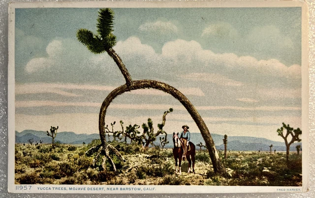Barstow CA Yucca Trees Mojave Desert 1910 Vintage Postcard Cactus Cacti