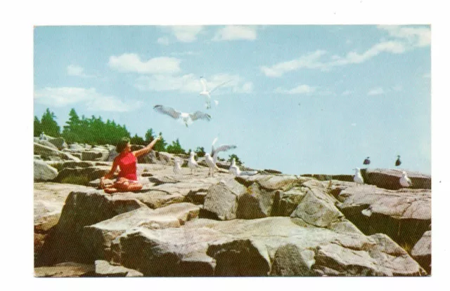 USA: Feeding the Gulls at Schoodic Point Acadia National Park, Maine (21-460)