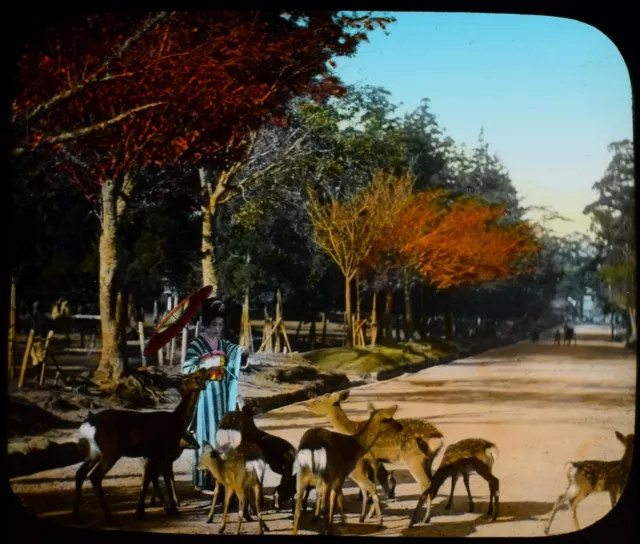 Magic Lantern Slide LADY AT KASUGA PARK NARA C1920 PHOTO TAKAGI JAPAN GEISHA ?