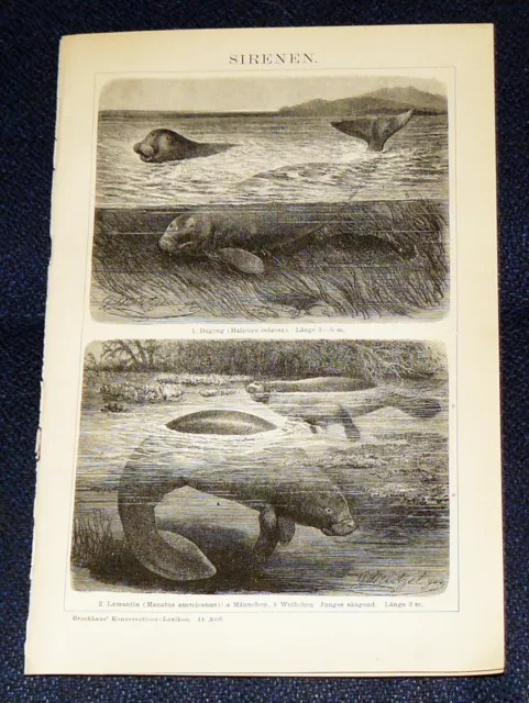 SIRENEN Lamantin Dugong Stich & Artikel von 1895 ORIGINAL