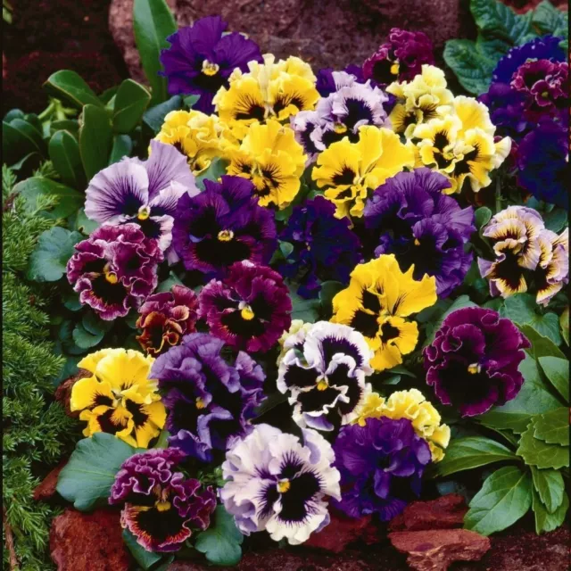 40 Winter Flowering  Pansy Frizzle Sizzle  Mixed  Bedding Plug plants