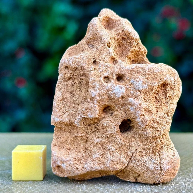 Jurassic Coral Fossil from Wiltshire, UK - Genuine Fossils for Sale