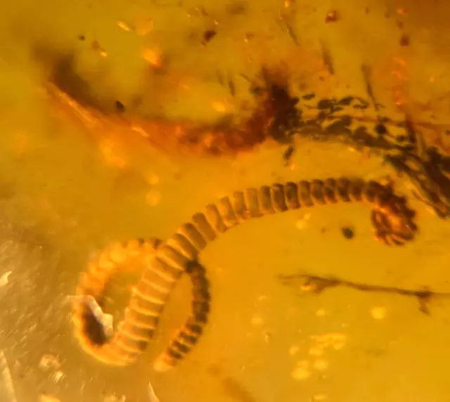 A101 BU1463 Rare 2 Millipedes nicely preserved in Burmese Amber Myanmar 99mya