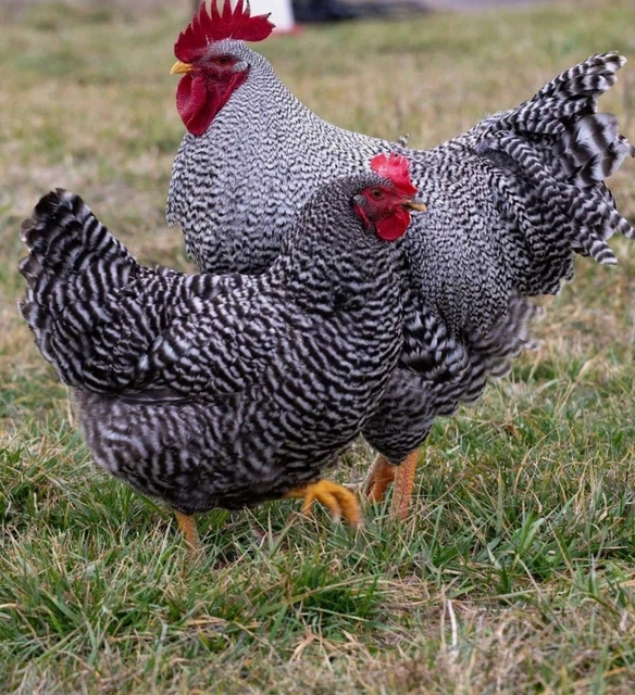 10x Uova Fertili, Uova Feconde Di Amrock e Australorp. Disponibilità Immediata 10x Uova Fertili, Uova Feconde Di Amrock e Australorp. Disponibilità Immediata
