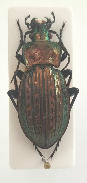 Carabidae Carabus Ullrichi ssp. stussineri Yougoslavie