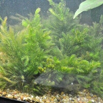 *BUY 2 Get 1 FREE* Hornwort Coontail Ceratophyllum Demersum Live Pond Plants ✅