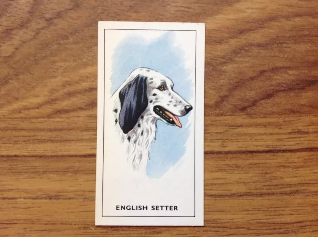 GP Tea Dogs Heads English Setter Card . Free UK Postage