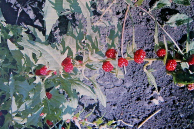 5 Samen echter Erdbeerspinat,Chenopodium foliosum #537
