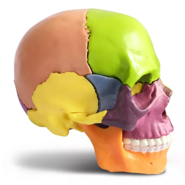 New Anatomy Skull Model 15 Parts Human Anatomy Exploded Skull Detachable Palm... 3