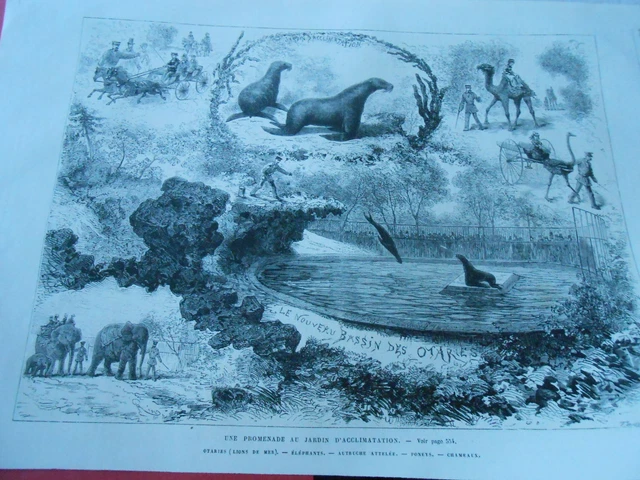 1875 Engraving - A Walk to the Acclimatization Garden Elephant Seals etc